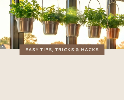 Nonn's Insiders List | Freshly Displayed Herbs | Featured Image